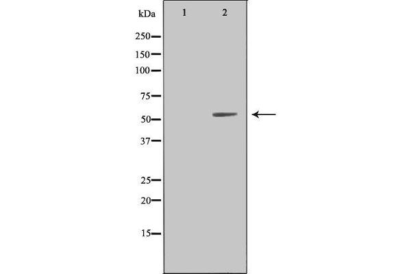 LILRA1 antibody  (N-Term)