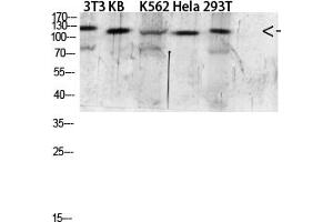 Western blot analysis of 293T Mouse-kidney lysate, antibody was diluted at 1:2000. (EGF antibody  (AA 1000-1060))