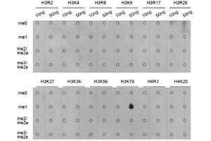 Western Blotting (WB) image for anti-Histone 3 (H3) (H3K79me) antibody (ABIN1873006) (Histone 3 antibody  (H3K79me))