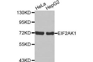 Western blot analysis of extracts of various cell lines, using EIF2AK1 antibody. (EIF2AK1 antibody  (AA 371-630))