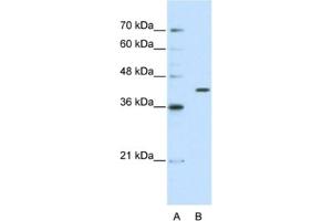 Western Blotting (WB) image for anti-Exoribonuclease 1 (ERI1) antibody (ABIN2462349) (ERI1 antibody)