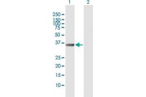 Western Blot analysis of FN3K expression in transfected 293T cell line by FN3K MaxPab polyclonal antibody. (FN3K antibody  (AA 1-309))