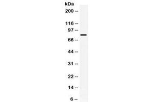 Western blot testing of human HeLa cell lysate with GRP78 antibody. (GRP78 antibody)