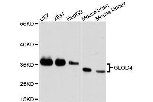 Western blot analysis of extracts of various cell lines, using GLOD4 antibody. (GLOD4 antibody  (AA 179-298))