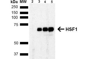 Western Blot analysis of Human Breast adenocarcinoma cell line (MCF7) showing detection of ~65 kDa HSF1 protein using Rat Anti-HSF1 Monoclonal Antibody, Clone 4B4 (ABIN1741573). (HSF1 antibody  (AA 425-439) (PE))