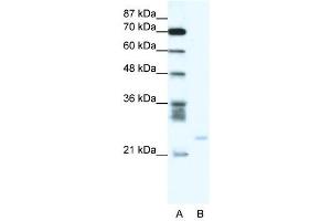 BCL2A1 antibody (70R-10524) used at 0. (BCL2A1 antibody  (C-Term))