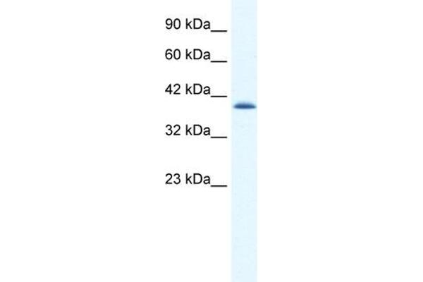 CATSPER2 antibody  (N-Term)