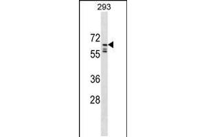 Western blot analysis in 293 cell line lysates (35ug/lane). (PPIL2 antibody  (C-Term))
