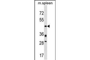 Western blot analysis in mouse spleen tissue lysates (35ug/lane). (PRR5 antibody  (C-Term))