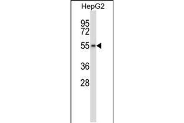 WEE2 antibody  (AA 364-393)