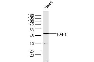 Mouse heart lysates probed with Rabbit Anti-FAF1 Polyclonal Antibody, Unconjugated  at 1:300 overnight at 4˚C. (FAF1 antibody  (AA 551-650))
