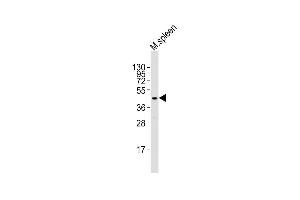 Anti-Tal1 Antibody (C-term)at 1:2000 dilution + mouse spleen lysates Lysates/proteins at 20 μg per lane. (TAL1 antibody  (C-Term))