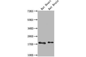 Western Blot Positive WB detected in: Rat Heart tissue, Rat Brain tissue All lanes: Fgf2 antibody at 1:1000 Secondary Goat polyclonal to rabbit IgG at 1/50000 dilution Predicted band size: 18 kDa Observed band size: 18 kDa (FGF2 antibody  (AA 10-154))