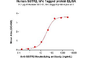 SSTR2 Protein (AA 1-43) (Fc Tag)