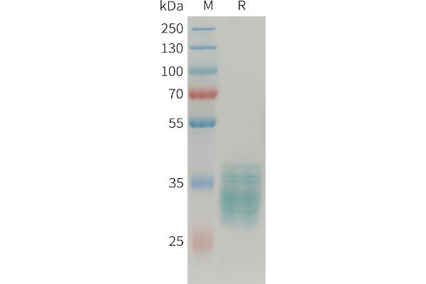 Apelin Protein (APLN) (AA 23-77) (Fc Tag)