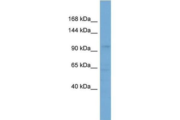 SLCO5A1 antibody  (Middle Region)