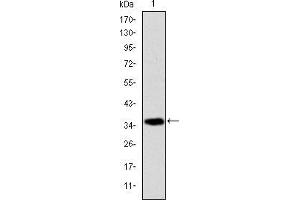 Western Blotting (WB) image for anti-Apoptosis-Inducing Factor, Mitochondrion-Associated, 1 (AIFM1) antibody (ABIN968950)