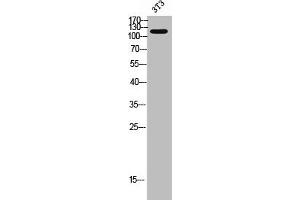 Western Blot analysis of 3T3 cells using LMTK3 Polyclonal Antibody (LMTK3 antibody  (C-Term))