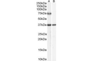 ABIN190846 (0. (Acox2 antibody  (Internal Region))