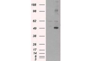 Image no. 2 for anti-CD4 (CD4) antibody (ABIN1497294) (CD4 antibody)