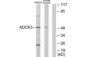 Western blot analysis of extracts from HepG2 cells and mouse muscle cells, using ADCK3 antibody. (COQ8A antibody  (Internal Region))
