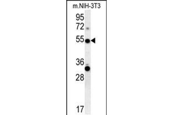 TRAF3 antibody  (C-Term)