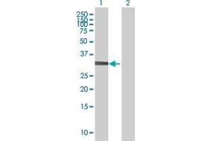 Lane 1: NKX2-8 transfected lysate ( 25. (NKX2-8 293T Cell Transient Overexpression Lysate(Denatured))