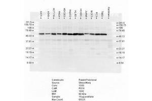 Calreticulin Western Blot. (Calreticulin antibody)