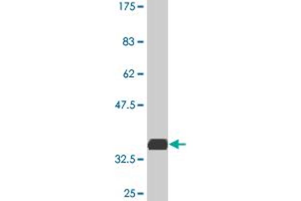 SMAD7 antibody  (AA 160-260)