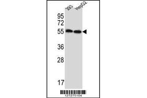 Western blot analysis in 293,HepG2 cell line lysates (35ug/lane). (ERV3 antibody  (C-Term))