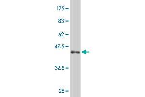 Western Blot detection against Immunogen (36. (NOD1 antibody  (AA 1-93))