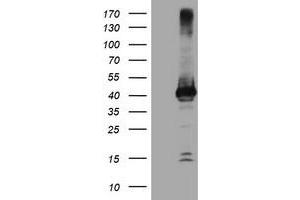 Image no. 1 for anti-Crystallin, Zeta, Homolog antibody (ABIN1497655) (CRYZL1 antibody)
