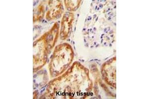 CLDN16 antibody (N-term) immunohistochemistry analysis in formalin fixed and paraffin embedded human Kidney tissue followed by peroxidase conjugation of the secondary antibody and DAB staining. (Claudin 16 antibody  (N-Term))