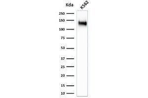 Western Blot Analysis of K562 cell lysate using CD43 Rabbit Recombinant Monoclonal Antibody (SPN/1766R). (Recombinant CD43 antibody)