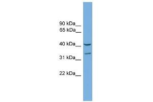 WB Suggested Anti-Fkhl18 Antibody Titration:  0. (FOXS1 antibody  (C-Term))