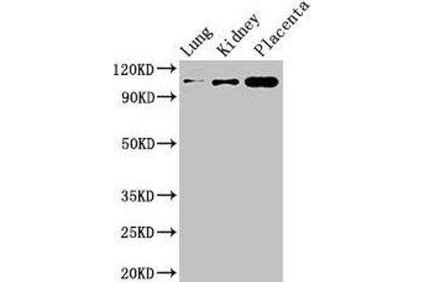 MSH4 antibody  (AA 501-800)