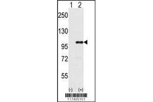 Western blot analysis of INPP5D using rabbit polyclonal INPP5D Antibody using 293 cell lysates (2 ug/lane) either nontransfected (Lane 1) or transiently transfected with the INPP5D gene (Lane 2). (INPP5D antibody  (AA 770-796))