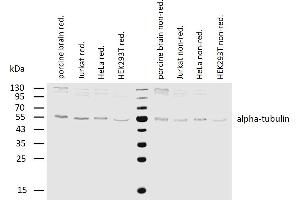 Western Blotting (WB) image for anti-alpha Tubulin (TUBA1) antibody (ABIN93894)