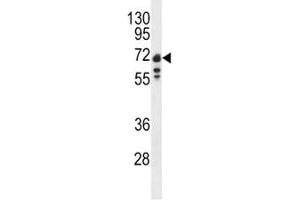 Western blot analysis of Lamin B1 antibody and Ramos lysate (Lamin B1 antibody  (AA 459-488))