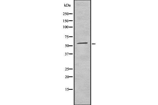 CD300a antibody  (Internal Region)