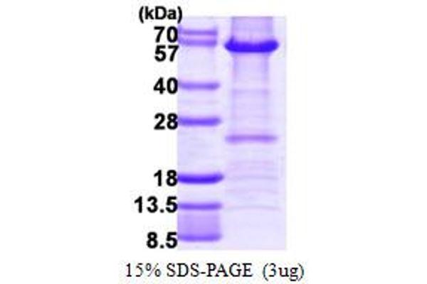 HDAC2 Protein (AA 1-488) (His tag)