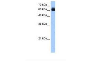 Image no. 1 for anti-V-Rel Reticuloendotheliosis Viral Oncogene Homolog B (RELB) (C-Term) antibody (ABIN320811) (RELB antibody  (C-Term))