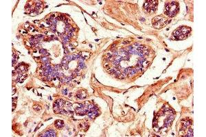 Immunohistochemistry of paraffin-embedded human testis tissue using ABIN7159976 at dilution of 1:100 (ERK2 antibody  (AA 133-316))