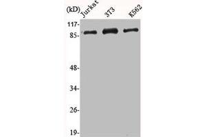 Western Blot analysis of Jurkat NIH-3T3 K562 cells using HSP90A Polyclonal Antibody (HSP9AA1 (C-Term) antibody)