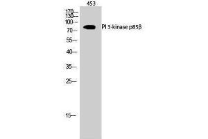 Western Blotting (WB) image for anti-Phosphoinositide 3 Kinase, p85 beta (PI3K p85b) (Thr232) antibody (ABIN3186434) (PIK3R2 antibody  (Thr232))