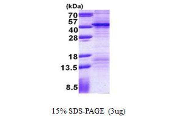 FSBP Protein (AA 1-299) (His tag)