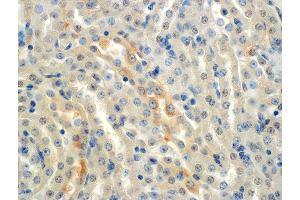 Immunohistochemistry analysis using Mouse Anti-ENaC alpha Monoclonal Antibody, Clone 2G4 . (SCNN1A antibody  (AA 46-68) (APC))