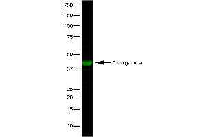 Western Blotting (WB) image for anti-Actin, gamma 1 (ACTG1) antibody (ABIN2477268) (Actin, gamma 1 antibody)