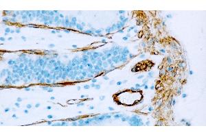 Normal human colon: immunohistochemical staining for Caveolin-1. (Caveolin antibody  (N-Term))