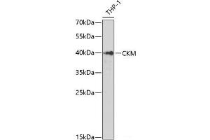 Western blot analysis of extracts of THP-1 cells using CKM Polyclonal Antibody at dilution of 1:1000. (CKM antibody)